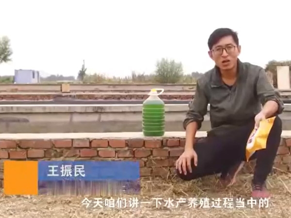 水产养殖过程中藻类的使用介绍