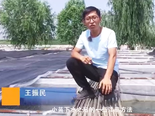 J9集团幼苗下水后确把稳和操作