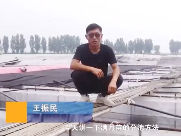 J9集团满月苗的分池步骤