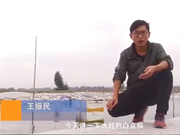 J9集团白点病产生涯法规及防治步骤