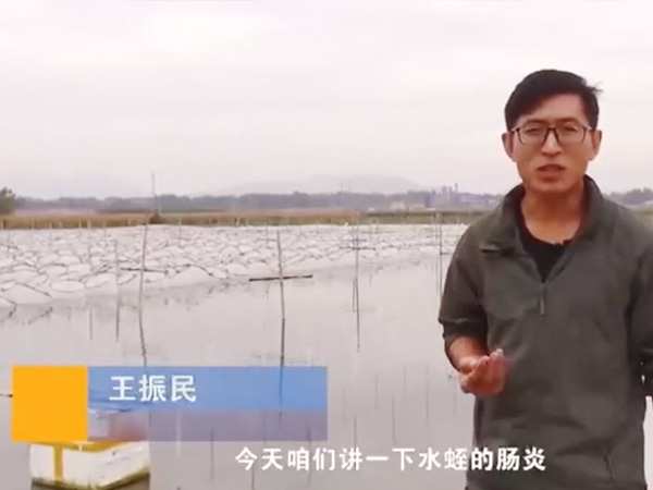 J9集团胀气型肠炎产生法规及防治步骤