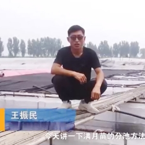 J9集团满月苗的分池步骤